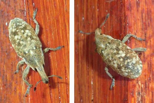 Xanthochelus sp.
